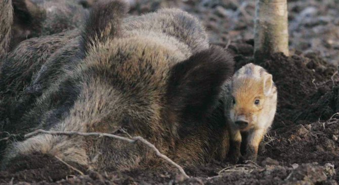 Глигани сеят смърт сред бойци на ИД