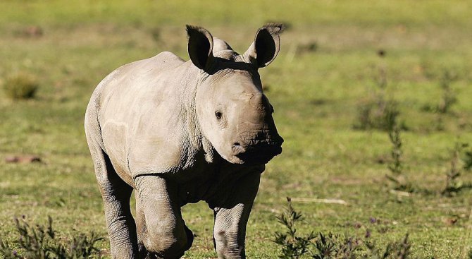 Търсят изгора в интернет на последния северен бял носорог