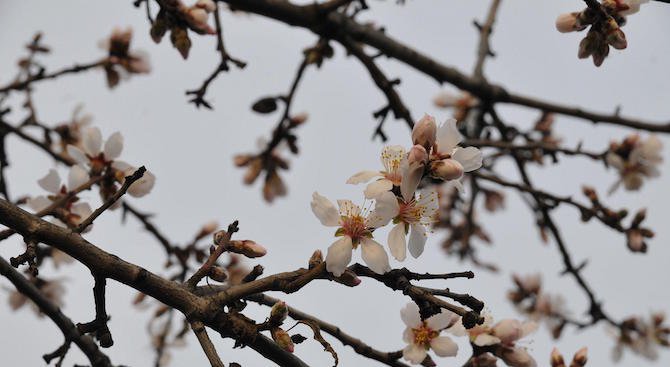 Неизвестни са повредили 700 бадемови дръвчета до село Момково