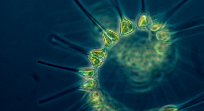 Фитопланктонът на Черно море лекува рак