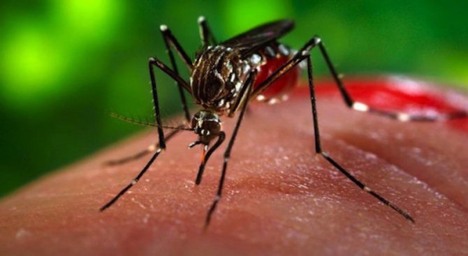Бъдете бдителни! Има повишен риск от малария в Гърция