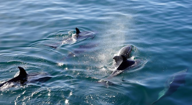 Морбили мори делфините