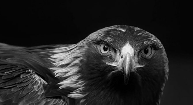 Стартира онлайн петицията &quot;Да посветим специален ден на орела&quot;