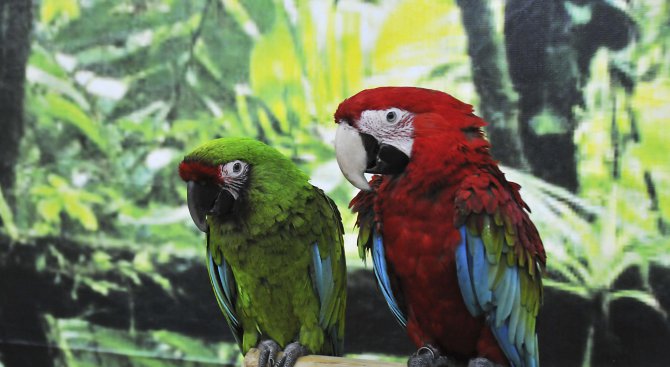 Изложба на екзотични папагали гостува в Бургас (снимки)