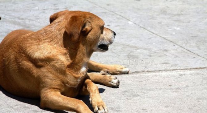 Трупове на кучета ужасиха пазарджишкото село Паталеница