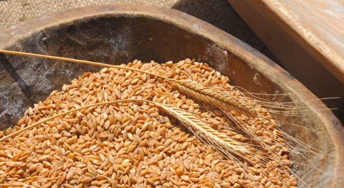 Две досъдебни производства за неправомерно ожънато жито