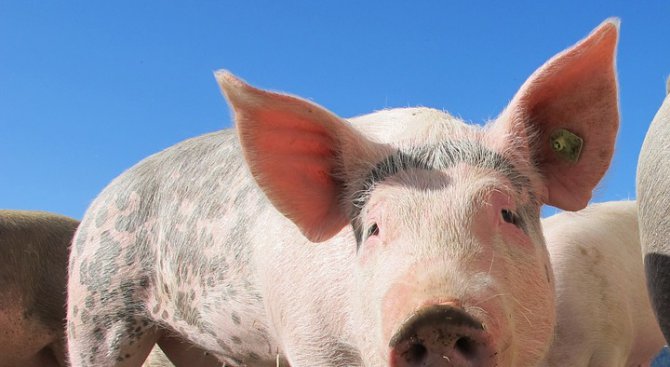 Пресякоха нелегален внос на над 20 тона свинско месо