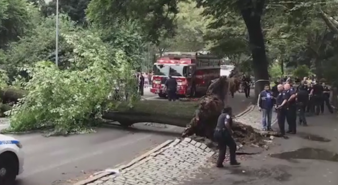 Голямо дърво падна върху жена и три деца в Ню Йорк (видео)