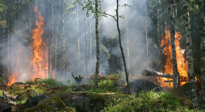Над 50 души са пострадали в резултат на горските пожари в Португалия
