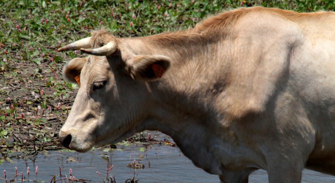Проверяват река Тунджа в района на село Кукурево заради измрели крави