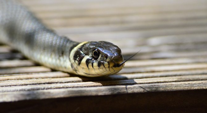 Учени уловиха змия с рекордна дължина край Бургас