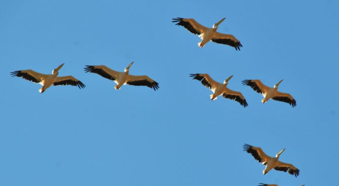 Природозащитници построиха най-голямата платформа за птици в Атанасовското езеро