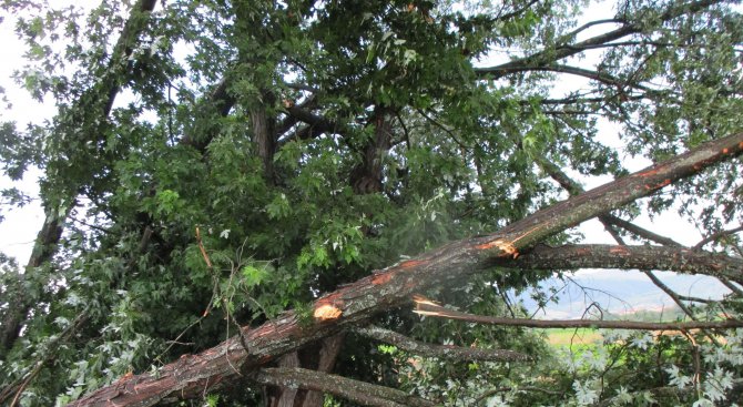 Буря в Пловдив. Дърво падна върху две коли