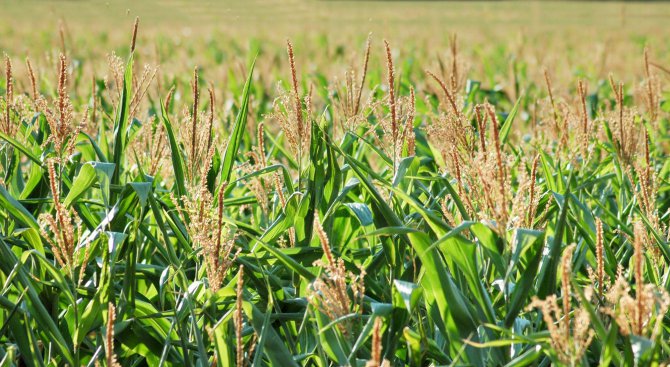 Полицията в Балчик разследва кражби на фуражно зърно от полето