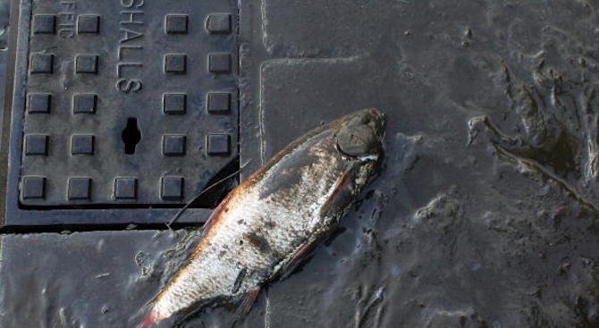 Риба вали в Мексико (снимка+видео)