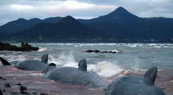 В Япония убиха 177 кита поради научен интерес