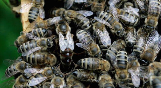 Над 200 пчели нажилиха баба, спасиха я