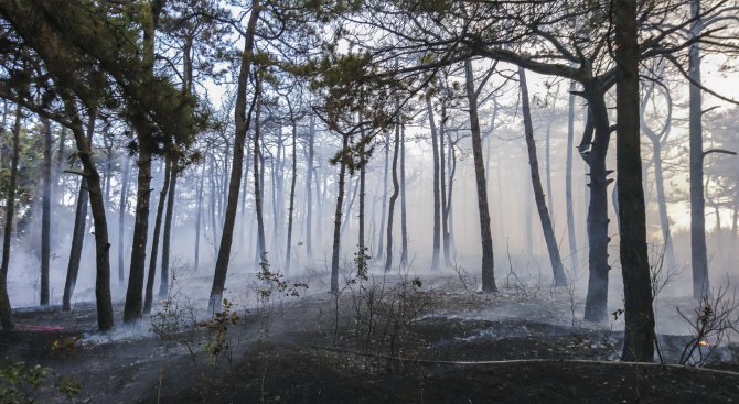 Горски пожар бушува край българо-гръцката граница