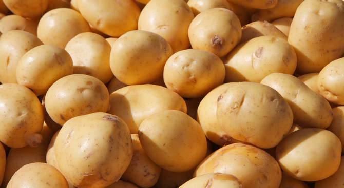 Прибраха 85 на сто от картофената реколта в Пернишко