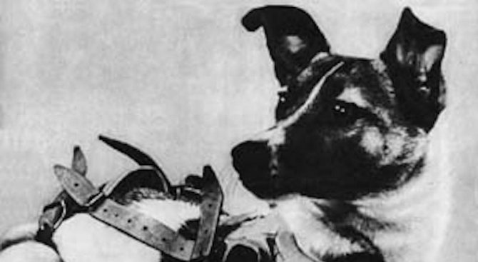 60 години от изпращането на кучето Лайка в Космоса