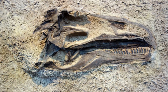 Откриха останки на най-древните предшественици на човека