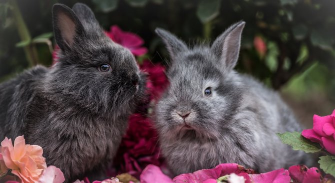Полското правителство призова хората да се множат като зайци