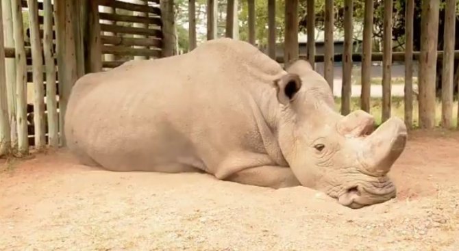 Умиращият гигант Судан: последният бял носорог в света