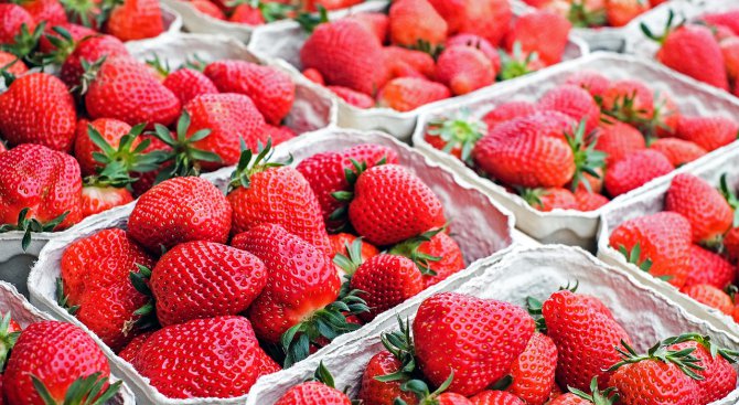 Търсят се: 800 берачи на ягоди в Испания срещу 40 евро на ден