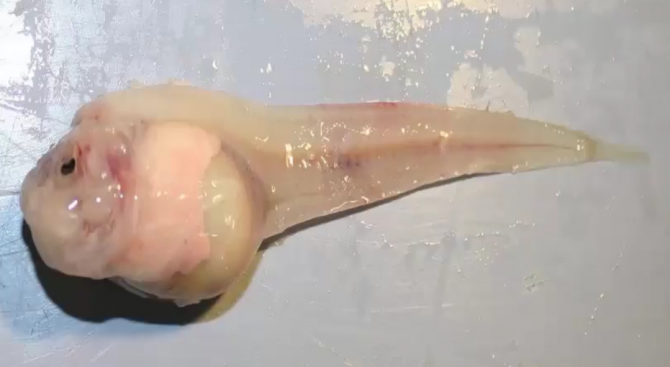 Откриха нов вид риба в Марианската падина (видео)