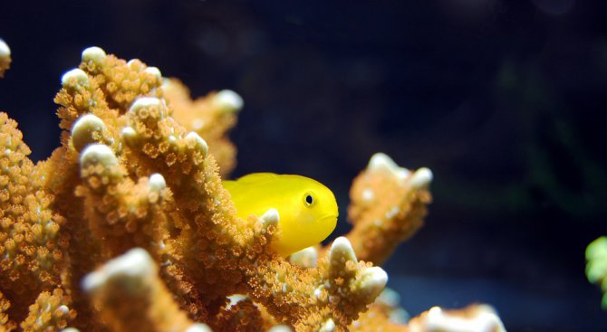 Учени успешно трансплантираха корал