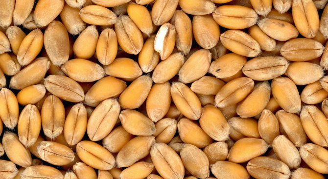 Няма да има опасност за пшеницата в Добрич при рязко застудяване