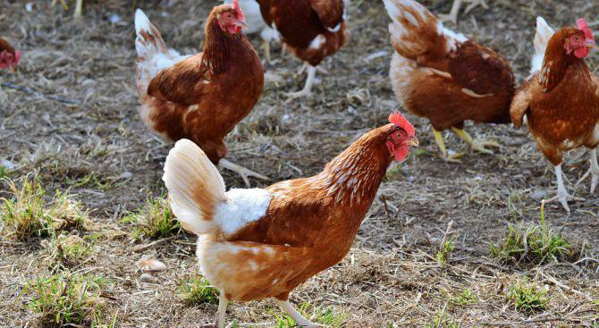 Изкуствен интелект превежда езика на кокошките