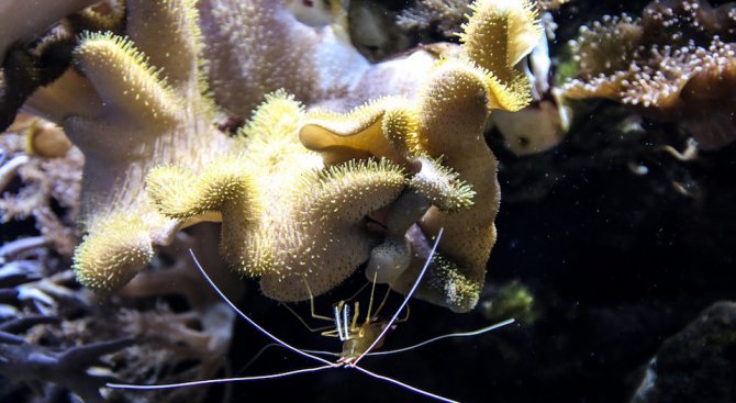 Необичаен цъфтеж на планктона намалил рибните запаси в Черно море, смятат специалисти