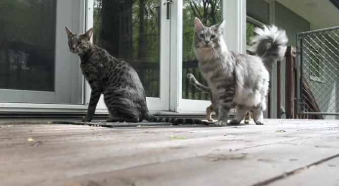 Котки от Книгата на рекордите на Гинес са загинали при пожар