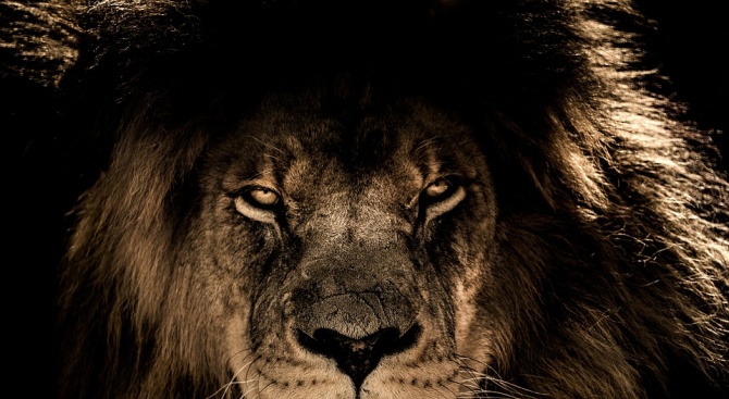 Лъв уби служителка на център за защита на диви животни 