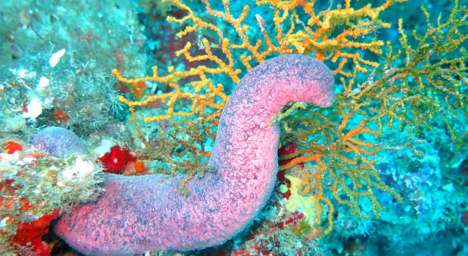 Странно създание изплува от дъното на Мексиканския залив (видео)