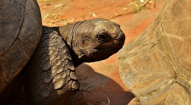 За първи път от 100 години галапагоски костенурки се излюпиха естествено