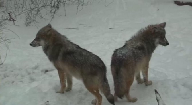 Застрашен вид вълци в снежен капан в САЩ