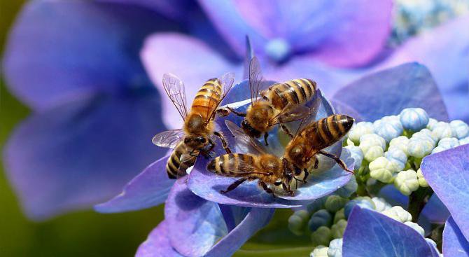 Пчелите също обичат нездравословни храни
