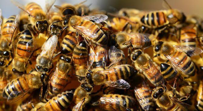 Индиец приюти цял рояк пчели под потника си (видео)