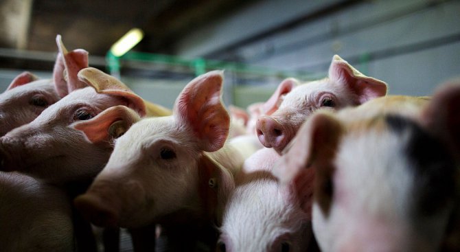 Създава се оперативен щаб за превенция на африканската чума по свинете