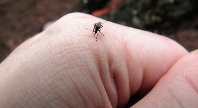 Биолози разработиха метод за борба с ухапвания от комари