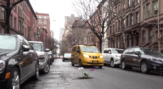 Шегаджия сади дръвчета и цветя в дупки по нюйоркските улици (видео)