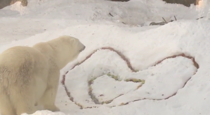 Бели мечки получиха романтична закуска за Свети Валентин (видео)