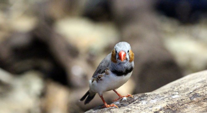 Учени откриха птици, които пеят насън