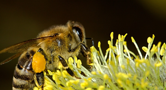 Дронове могат да заместят пчелите