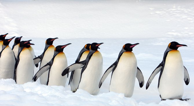 Кралските пингвини са обречени на изгнание заради климатичните промени