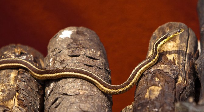 Откриха смъртоносна змия в кутията с обяд на австралийче (снимка)