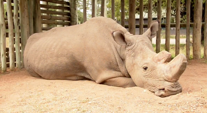 Влошава се здравето на последния северен бял носорог