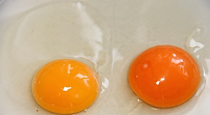 От БАБХ не знаят има ли заразени яйца в търговската мрежа